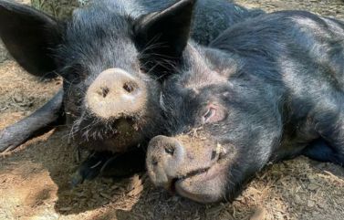 Rescued Pigs